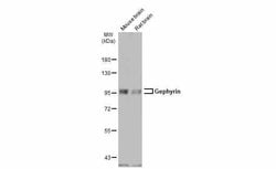 Gephyrin Polyclonal Antibody:Antibodies, Polyclonal