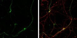 Gephyrin Polyclonal Antibody:Antibodies, Polyclonal