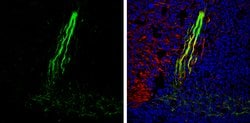 Gephyrin Polyclonal Antibody:Antibodies, Polyclonal