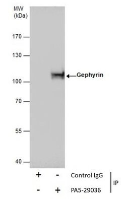Gephyrin Polyclonal Antibody:Antibodies, Polyclonal