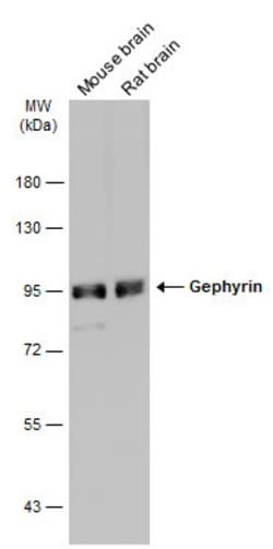 Gephyrin Polyclonal Antibody:Antibodies, Polyclonal