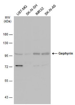 Gephyrin Polyclonal Antibody:Antibodies, Polyclonal