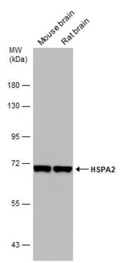 Invitrogen HSPA2 Polyclonal Antibody 100 &mu;L; Unconjugated:Antibodies,