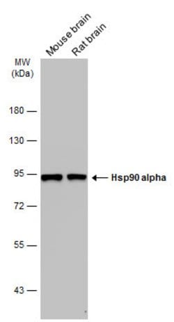 Invitrogen HSP90 alpha Polyclonal Antibody 100 &mu;L | Buy Online | Invitrogen&trade; | Fisher Scientific