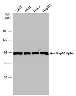 Invitrogen HSP90 alpha Polyclonal Antibody 100 &mu;L | Buy Online | Invitrogen&trade; | Fisher Scientific
