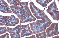 Invitrogen HSP90 alpha Polyclonal Antibody 100 &mu;L | Buy Online | Invitrogen&trade; | Fisher Scientific