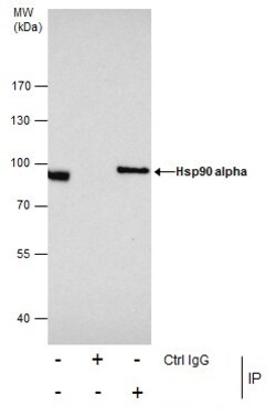 Invitrogen HSP90 alpha Polyclonal Antibody 100 &mu;L | Buy Online | Invitrogen&trade; | Fisher Scientific