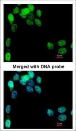 Invitrogen eIF2b epsilon Polyclonal Antibody 100 &mu;L; Unconjugated:Antibodies,