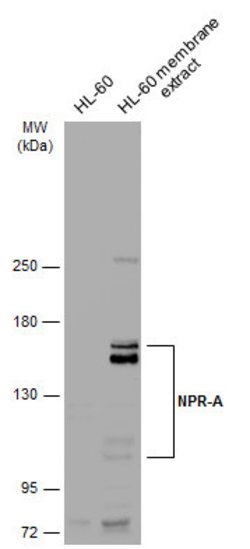 Invitrogen NPR1 Polyclonal Antibody 100 &mu;L; Unconjugated:Antibodies,