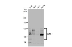 Invitrogen GAA Polyclonal Antibody 100 &mu;L; Unconjugated:Antibodies,