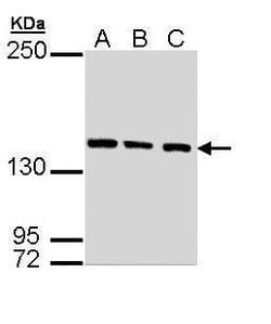 Invitrogen SMC3 Polyclonal Antibody 100 &mu;L; Unconjugated:Antibodies,
