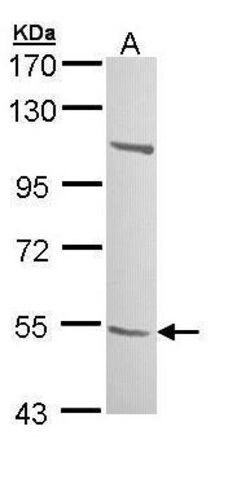 Invitrogen B3GALTL Polyclonal Antibody 100 &mu;L; Unconjugated:Antibodies,