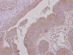 Invitrogen USH1G Polyclonal Antibody 100 μL; Unconjugated:Antibodies,