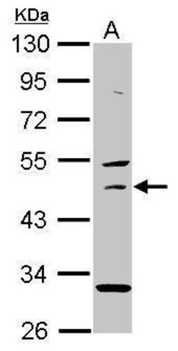 Invitrogen USH1G Polyclonal Antibody 100 μL; Unconjugated:Antibodies,