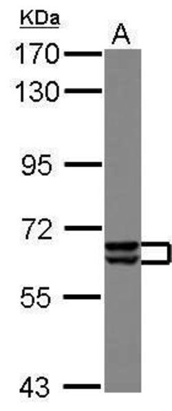 Invitrogen PAK3 Polyclonal Antibody 100 &mu;L; Unconjugated:Antibodies,