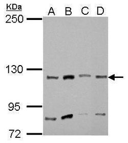 Invitrogen MYO1A Polyclonal Antibody 100 &mu;L; Unconjugated:Antibodies,