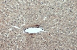cIAP1 Polyclonal Antibody:Antibodies, Polyclonal