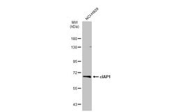 cIAP1 Polyclonal Antibody:Antibodies, Polyclonal
