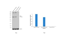 cIAP1 Polyclonal Antibody:Antibodies, Polyclonal