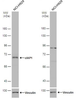 Invitrogen cIAP1 Polyclonal Antibody 100 &mu;L | Buy Online | Invitrogen&trade; | Fisher Scientific