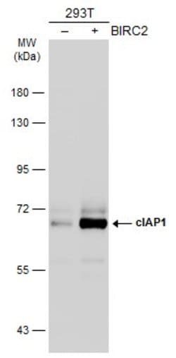 cIAP1 Polyclonal Antibody:Antibodies, Polyclonal