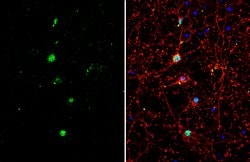 Invitrogen TLE1 Polyclonal Antibody 100 μL; Unconjugated:Antibodies,