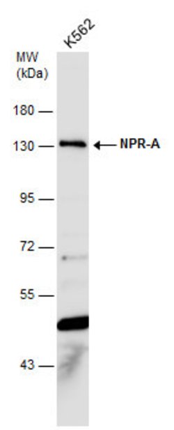 Invitrogen NPR1 Polyclonal Antibody 100 &mu;L; Unconjugated:Antibodies,