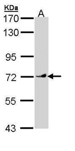 Invitrogen VANGL1 Polyclonal Antibody 100 &mu;L | Buy Online | Invitrogen&trade; | Fisher Scientific
