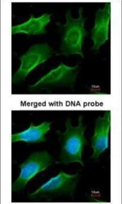 Invitrogen TRAF3 Polyclonal Antibody 100 &mu;L; Unconjugated:Antibodies,