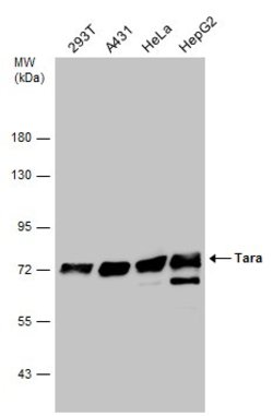 Invitrogen Tara Polyclonal Antibody 100 &mu;L; Unconjugated:Antibodies,