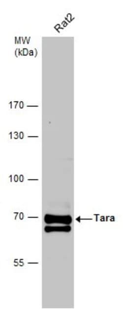 Invitrogen Tara Polyclonal Antibody 100 &mu;L; Unconjugated:Antibodies,