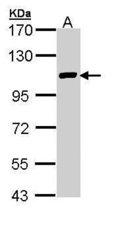 Invitrogen ZFPM2 Polyclonal Antibody 100 &mu;L; Unconjugated:Antibodies,