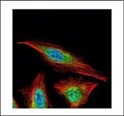 Invitrogen HDAC4 Polyclonal Antibody 100 &mu;L | Buy Online | Invitrogen&trade; | Fisher Scientific