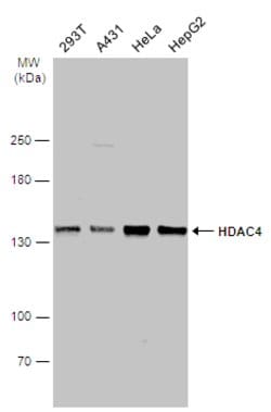 Invitrogen HDAC4 Polyclonal Antibody 100 &mu;L; Unconjugated:Antibodies,