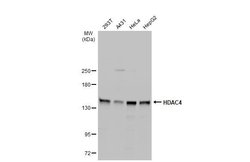 Invitrogen HDAC4 Polyclonal Antibody 100 &mu;L; Unconjugated:Antibodies,