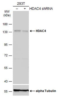Invitrogen HDAC4 Polyclonal Antibody 100 &mu;L | Buy Online | Invitrogen&trade; | Fisher Scientific