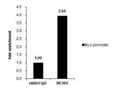 Invitrogen MCM3 Polyclonal Antibody 100 &mu;L; Unconjugated:Antibodies,