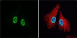 Invitrogen MCM3 Polyclonal Antibody 100 &mu;L; Unconjugated:Antibodies,
