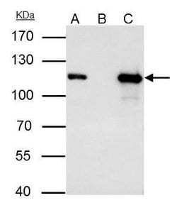 Invitrogen MCM3 Polyclonal Antibody 100 &mu;L; Unconjugated:Antibodies,