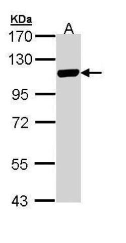 Invitrogen MCM3 Polyclonal Antibody 100 &mu;L; Unconjugated:Antibodies,