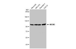Invitrogen MCM3 Polyclonal Antibody 100 &mu;L; Unconjugated:Antibodies,