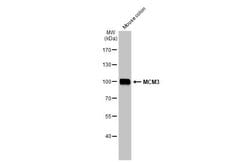 Invitrogen MCM3 Polyclonal Antibody 100 &mu;L; Unconjugated:Antibodies,