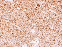 Invitrogen DMP4 Polyclonal Antibody 100 &mu;L; Unconjugated:Antibodies,
