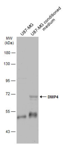 Invitrogen DMP4 Polyclonal Antibody 100 &mu;L; Unconjugated:Antibodies,