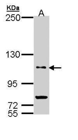 Invitrogen PDE11A Polyclonal Antibody 100 &mu;L; Unconjugated:Antibodies,