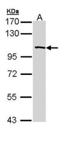 Invitrogen SAP102 Polyclonal Antibody 100 &mu;L; Unconjugated:Antibodies,