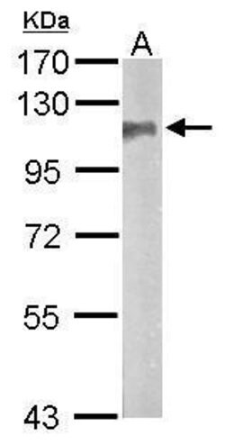 Invitrogen SAP102 Polyclonal Antibody 100 &mu;L; Unconjugated:Antibodies,