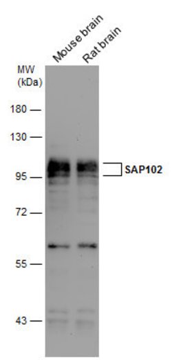 Invitrogen SAP102 Polyclonal Antibody 100 &mu;L; Unconjugated:Antibodies,