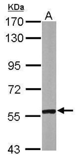Invitrogen CABC1 Polyclonal Antibody 100 &mu;L | Buy Online | Invitrogen&trade; | Fisher Scientific
