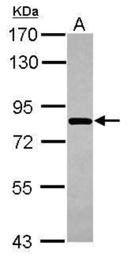 Invitrogen COG8 Polyclonal Antibody 100 μL; Unconjugated:Antibodies,